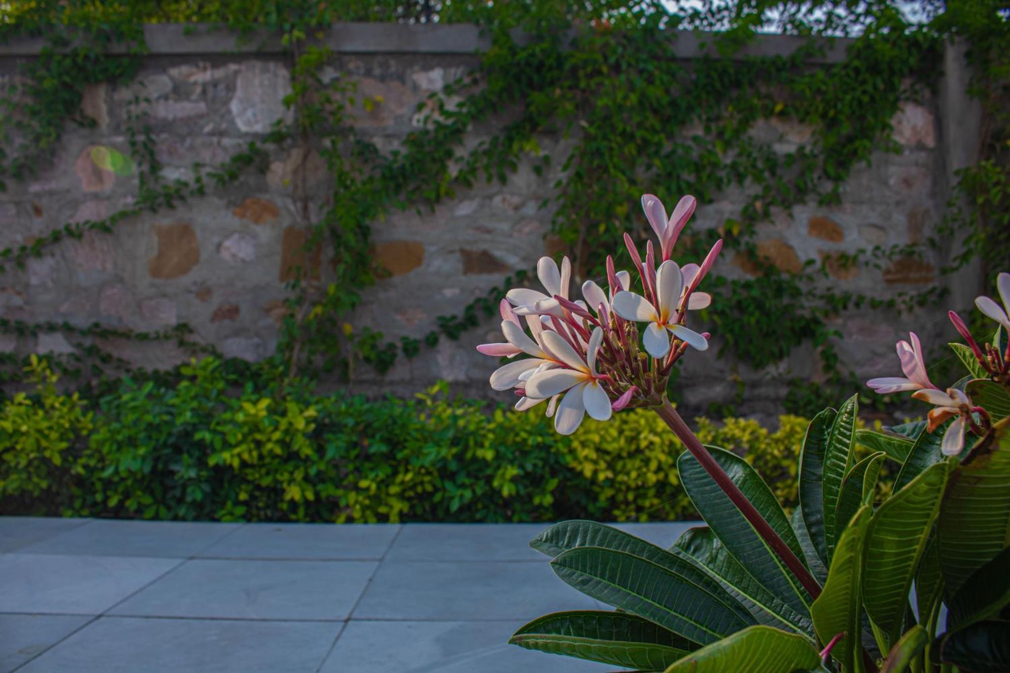 The Peace- A Luxury 2Bhk Private Pool Farm Villa Dzsaipur Kültér fotó